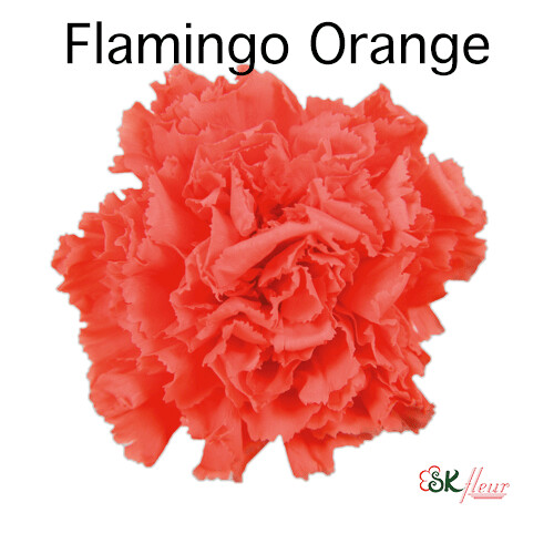 Standard Carnation / Flamingo Orange