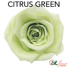 Baby Rose / Citrus Green