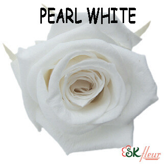 Standard Rose / Pearl White