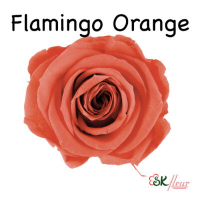 Mediana Rose / Flamingo Orange
