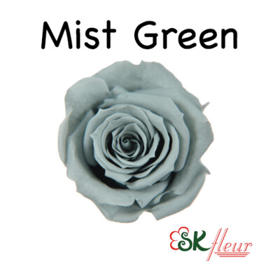 Spray Rose / Mist Green