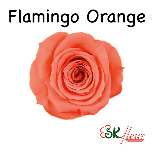 Spray Rose / Flamingo Orange