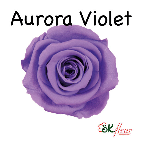 Mediana Rose / Aurora Violet