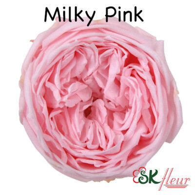 Garden Rose Catherine / Milky Pink