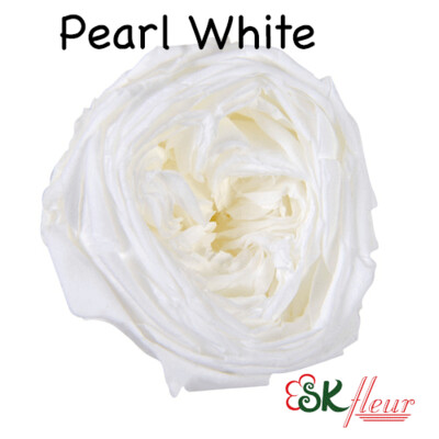Garden Rose Catherine / Pearl White