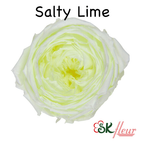 Garden Rose Catherine / Salty Lime