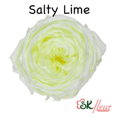 Garden Rose Catherine / Salty Lime