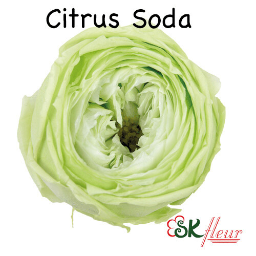 Garden Rose Catherine Duo / Citrus Soda