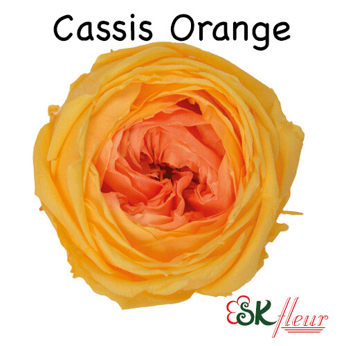 Garden Rose Catherine Duo / Cassis Orange