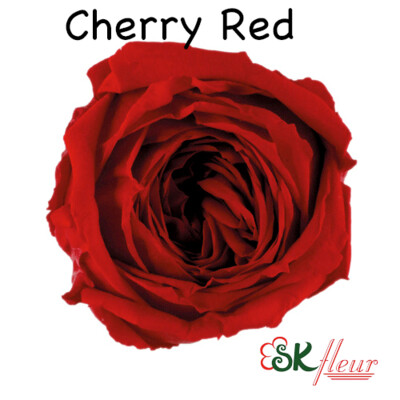 Garden Rose Catherine / Cherry Red