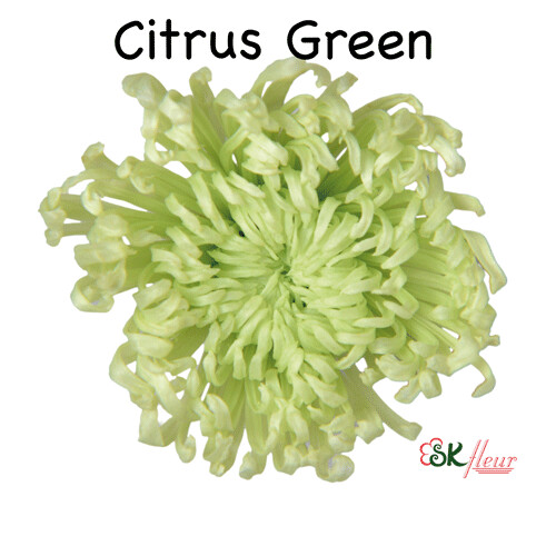 Anastasia / Citrus Green