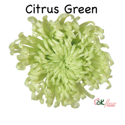 Anastasia / Citrus Green
