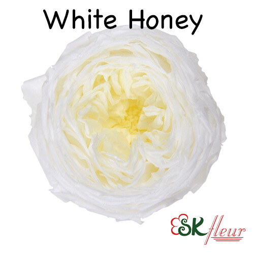 Garden Rose Catherine Duo / White Honey