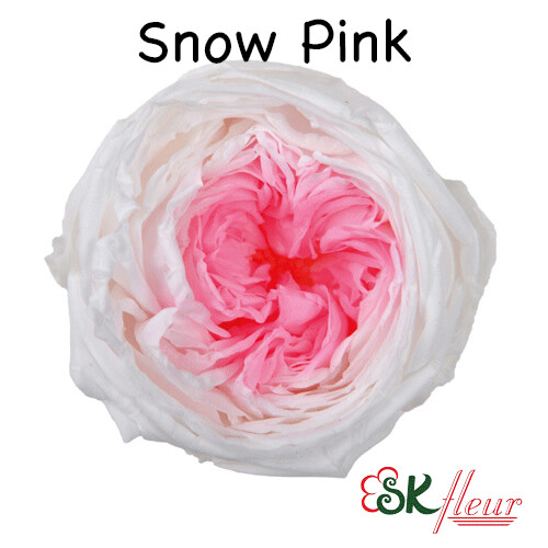 Garden Rose Catherine Duo / Snow Pink