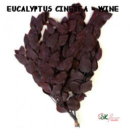 Eucalyptus Cinerea / Wine