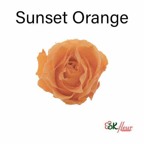 Piccola Blossom Rose / Sunset Orange