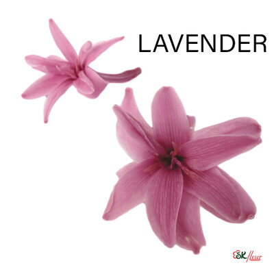 Tuberose / Lavender