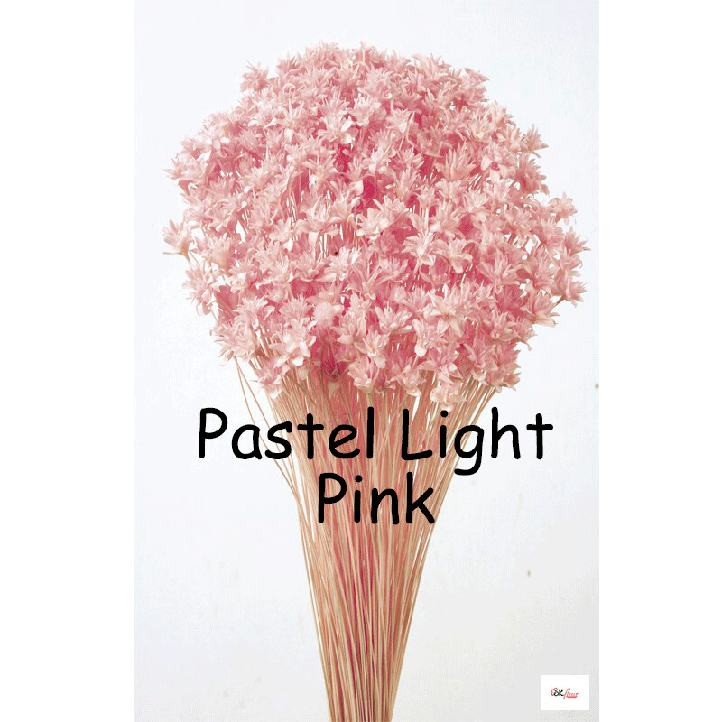 Hill Flower / Pastel Light Pink