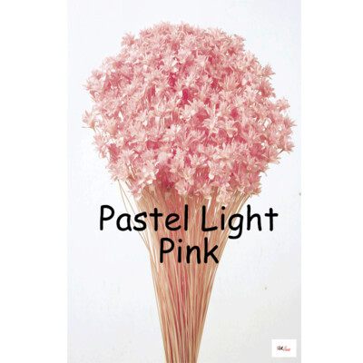 Hill Flower / Pastel Light Pink Hill Flower / Pastel Light Pink