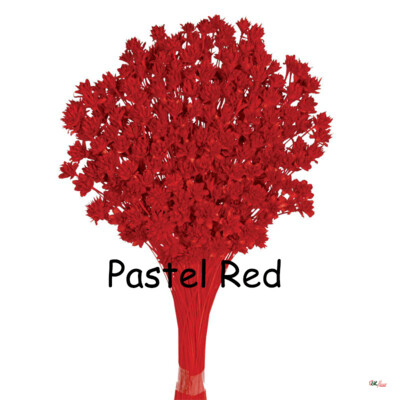 Hill Flower / Pastel Red