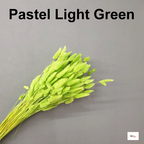 Lagulus / Pastel Light Green