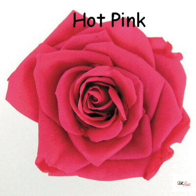 Premium Rose / Hot Pink