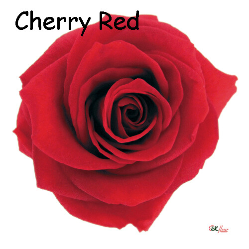 Premium Rose / Cherry Red