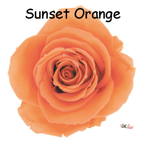 Premium Rose / Sunset Orange