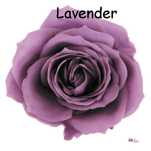 Premium Rose / Lavender