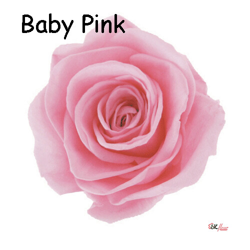 Premium Rose / Baby Pink