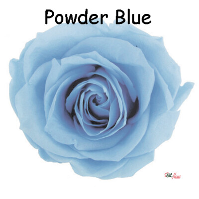 Premium Rose / Powder Blue