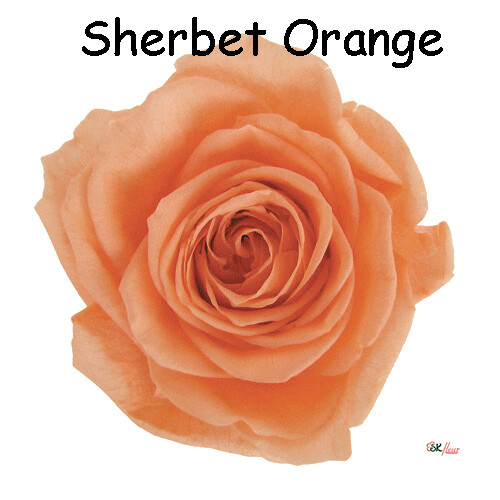 Premium Rose / Sherbet Orange