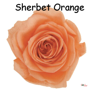 Premium Rose / Sherbet Orange