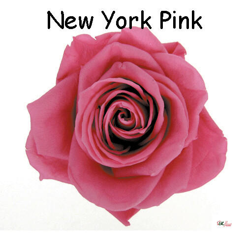 Premium Rose / New York Pink