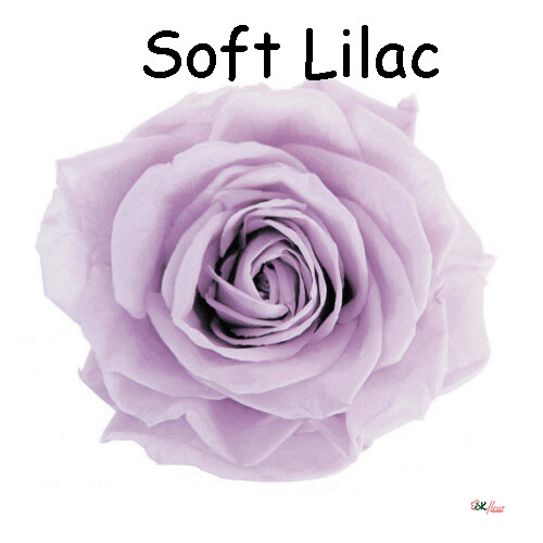 Premium Rose / Soft Lilac