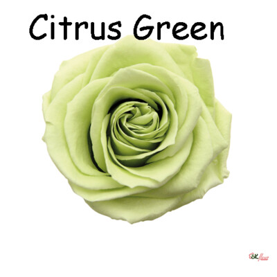 Premium Rose / Citrus Green