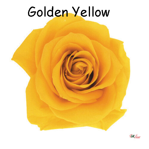 Premium Rose / Golden Yellow