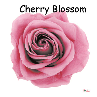 Premium Rose / Cherry Blossom