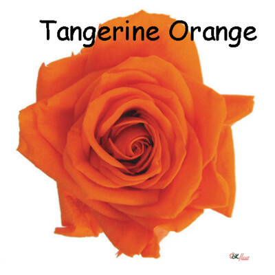 Premium Rose / Tangerine Orange