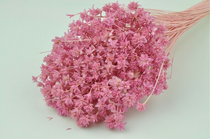 Hill Flower / Pastel Pink