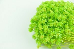 Hill Flower / Pastel Light Green