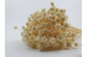 Hill Flower / Bleached