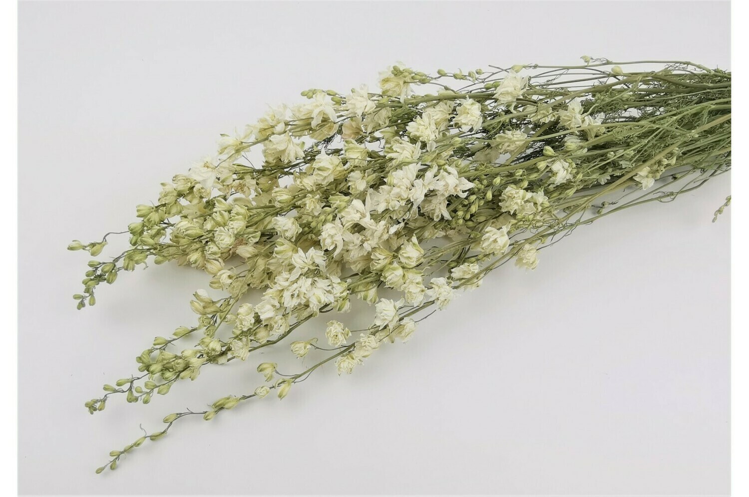 Delphinium / Natural White