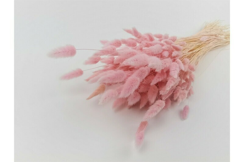 Lagulus / Pastel Light Pink