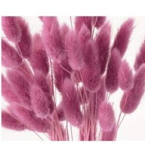 Lagulus / Pastel Hot Pink