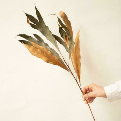 Grevillea Gold