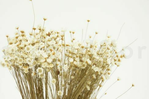 DRIED GLIXIA - NATURAL