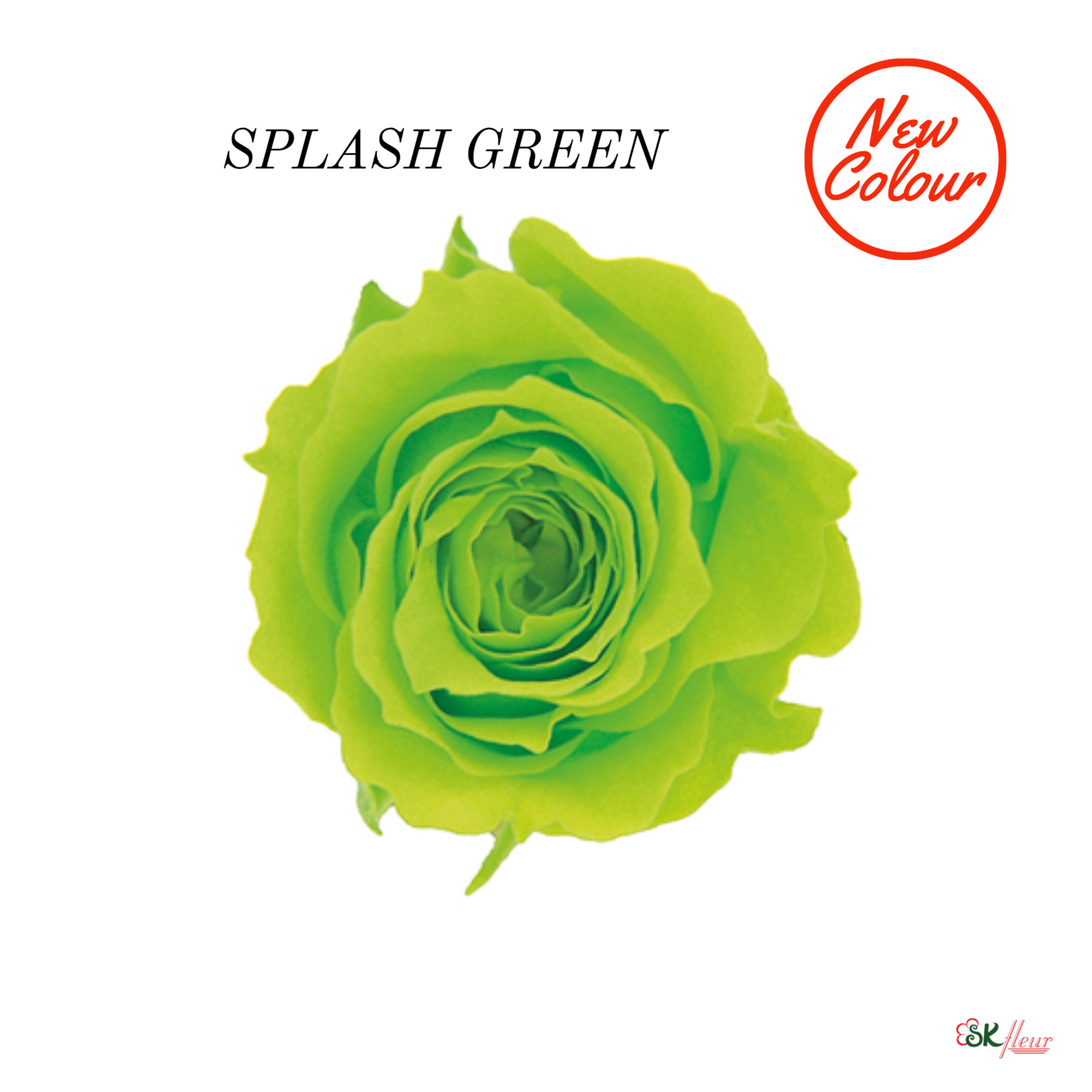 Piccola Blossom Rose / Splash Green