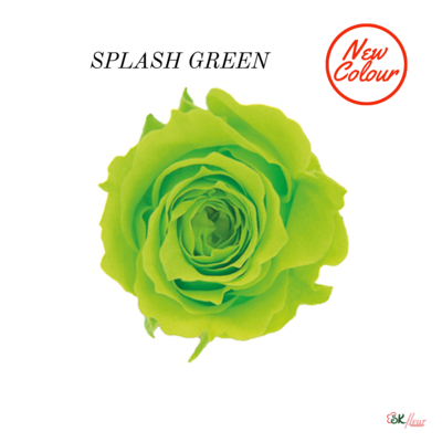 Piccola Blossom Rose / Splash Green