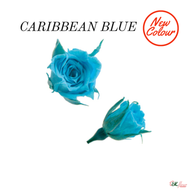 Micro Rose / Caribbean Blue